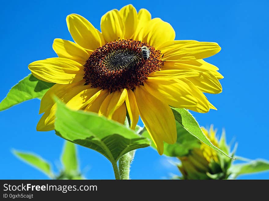 Flower, Sunflower, Sunflower Seed, Daisy Family