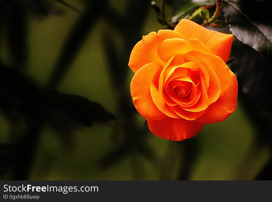 Flower, Rose Family, Rose, Yellow