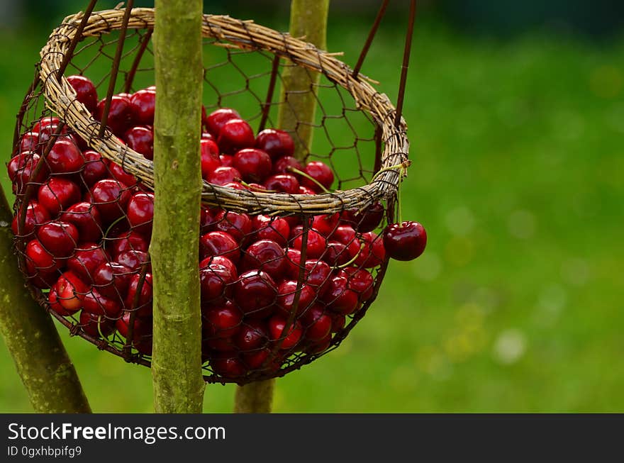 Berry, Fruit, Plant, Schisandra