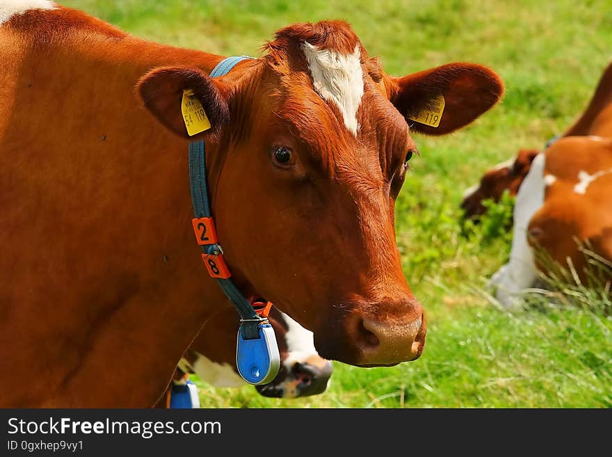 Cattle Like Mammal, Dairy Cow, Grazing, Grass