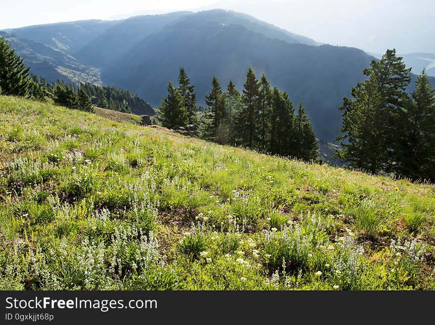 Wildflowers were in full bloom. Wildflowers were in full bloom.