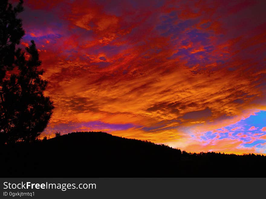 Silhouette of Forest during Golden Hour