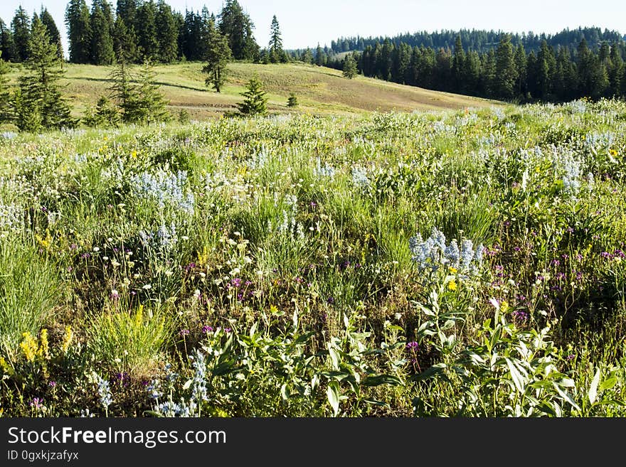 Wildflowers in full bloom at the end of June. Wildflowers in full bloom at the end of June.