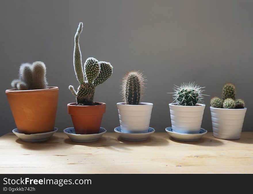 Cactus plants in small ceramic and terra cotta pots indoors. Cactus plants in small ceramic and terra cotta pots indoors.