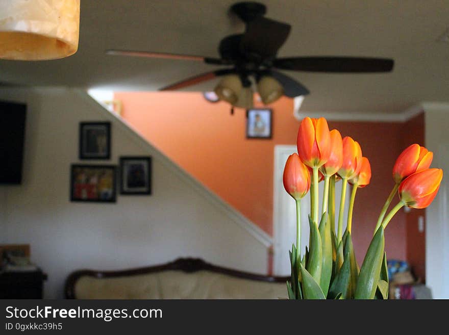 Orange tulips in arrangement inside home living room. Orange tulips in arrangement inside home living room.