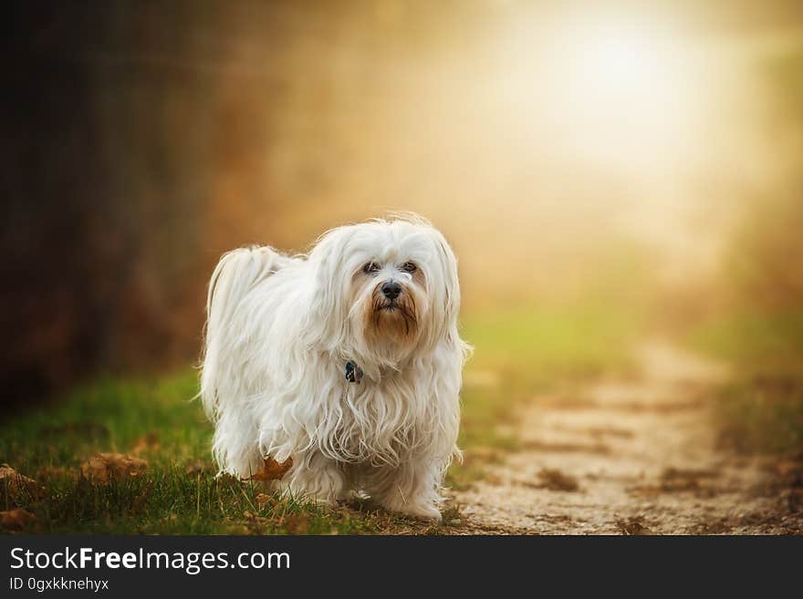 Dog Looking Away