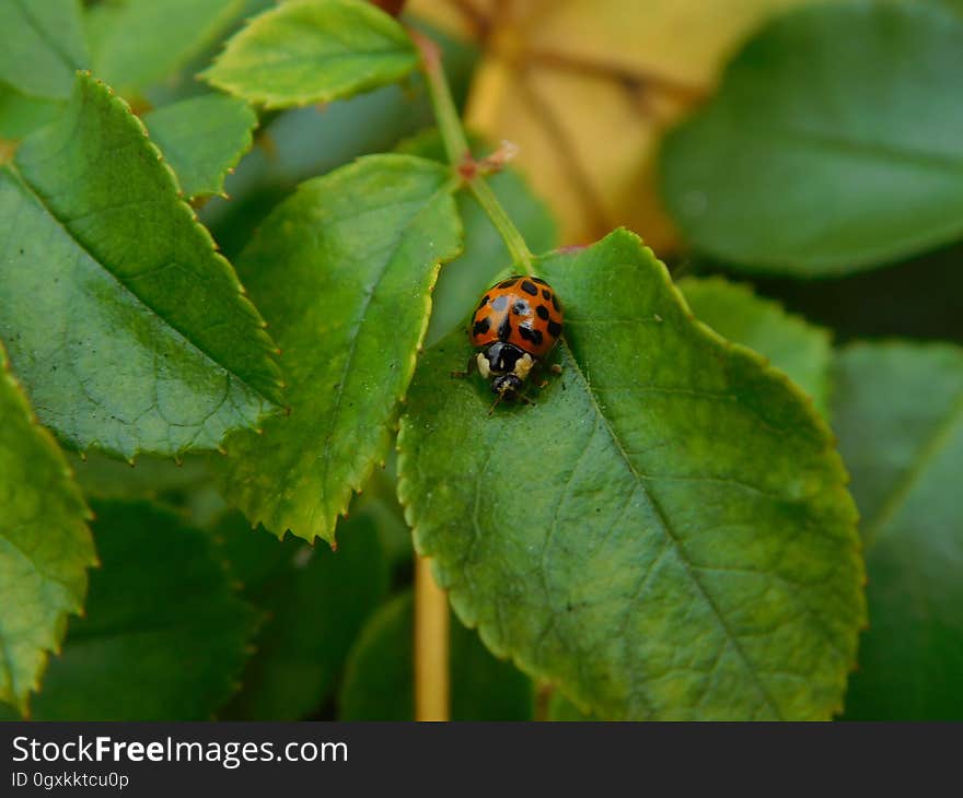 Close up of spotted ladybug on green leaf.