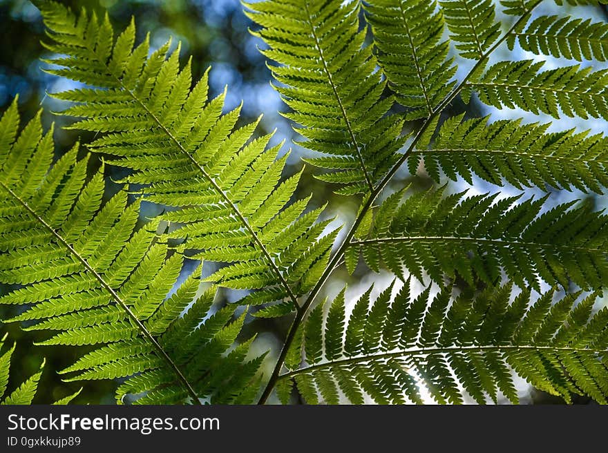 Green Leaf Plant Close Up Photo