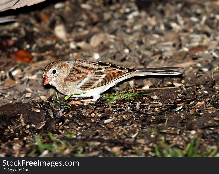 Brown and White Small Bird