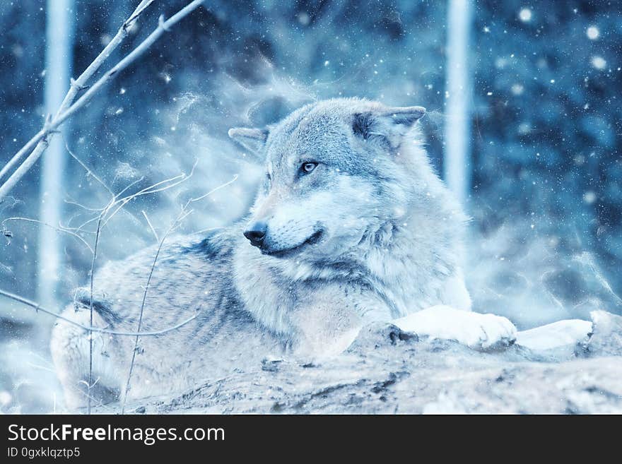 Profile portrait of wolf in snow falling in forest. Profile portrait of wolf in snow falling in forest.