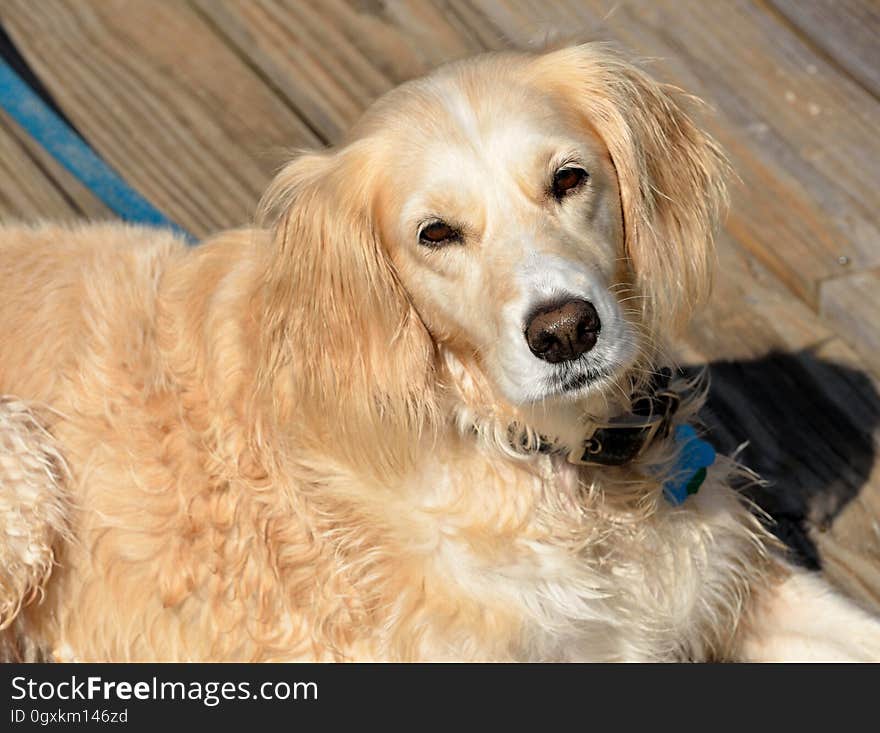 Portrait of golden Retriever (gold and white color) with brown eyes and brown nose standing on wooden decking looking up.