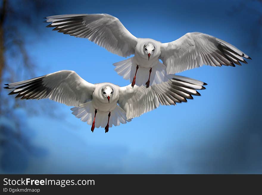 Two White and Black Bird Flying during Daytime