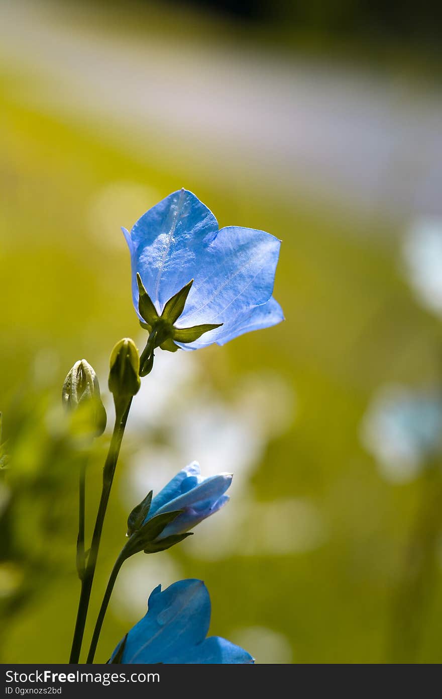 Blue, Flower, Flora, Wildflower