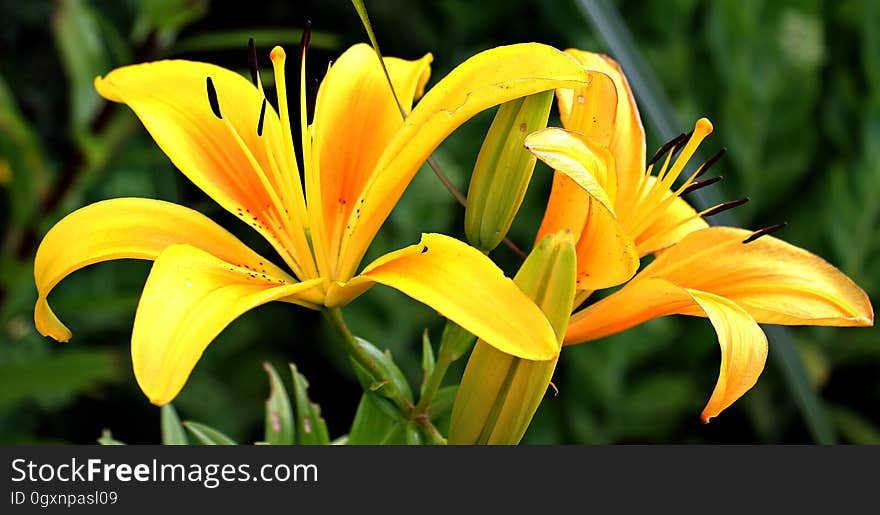 Flower, Plant, Yellow, Lily