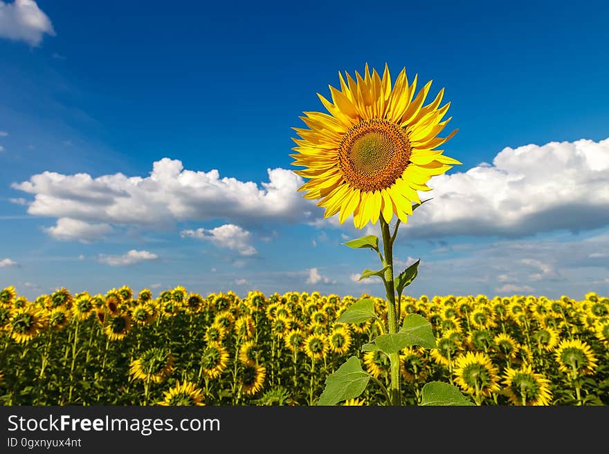 Flowers Of A Sunflower Field With A Blue Sky