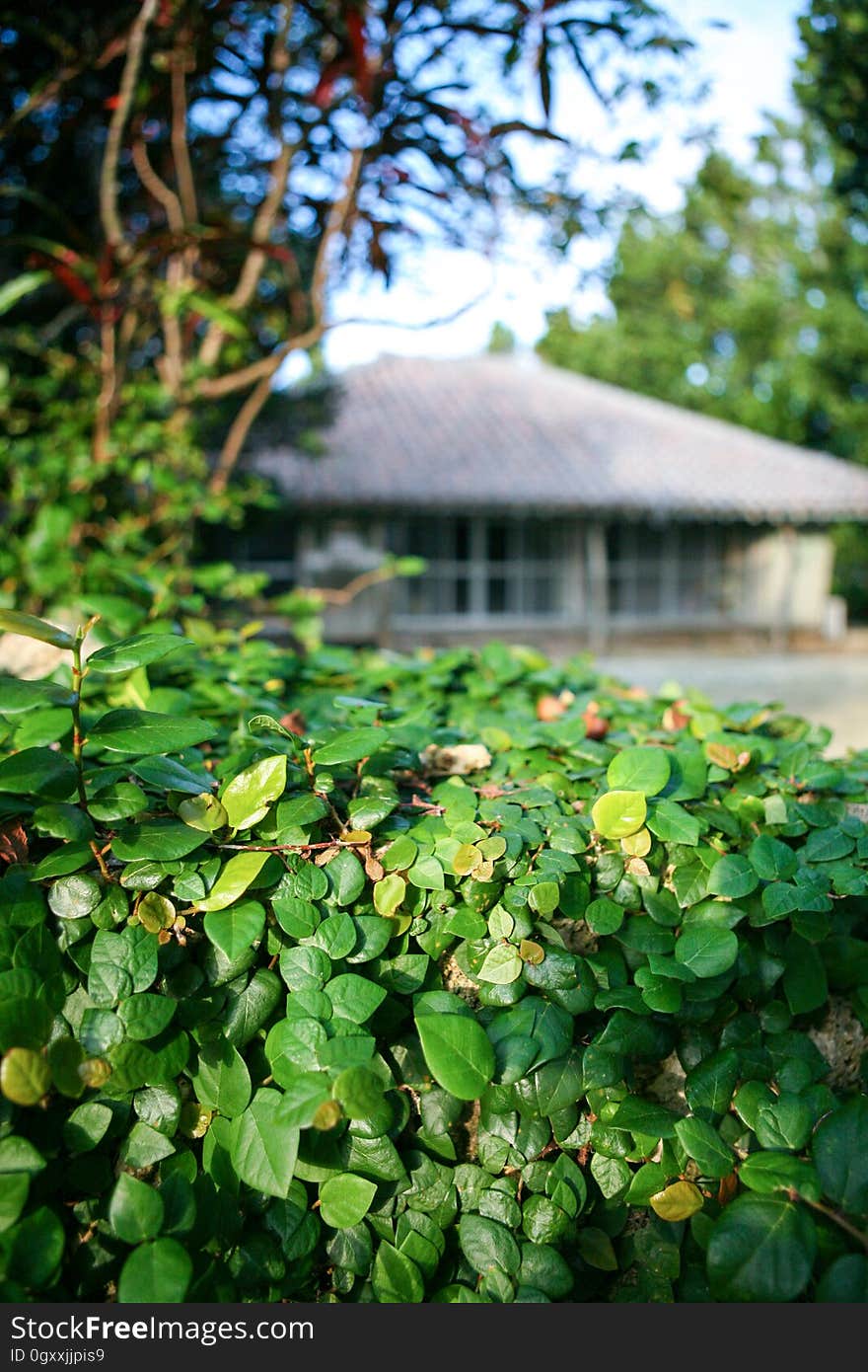 Plant, Sky, Leaf, Vegetation, Tree, Terrestrial plant