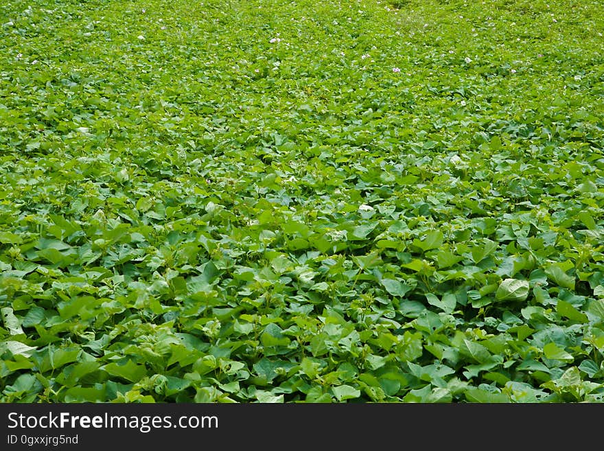 Plant, Leaf, Natural landscape, Aquatic plant, Grass, Terrestrial plant