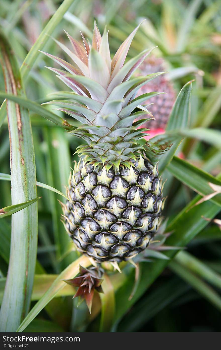 Plant, Pineapple, Food, Ananas, Fruit, Natural foods