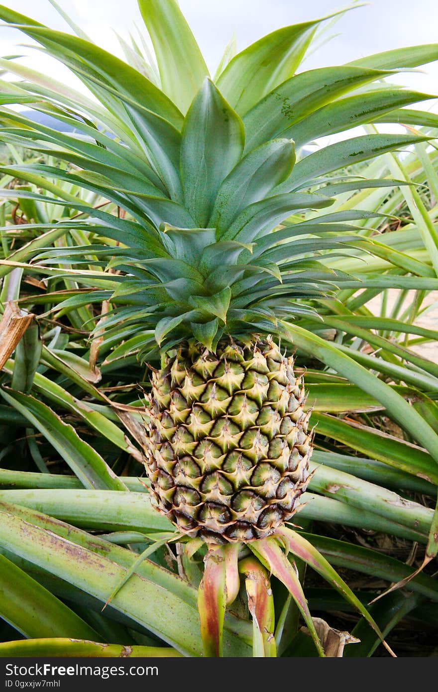 Pineapple, Plant, Natural material, Ananas, Fruit, Terrestrial plant