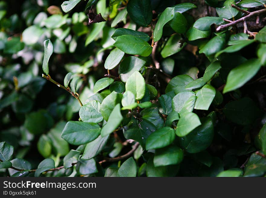 Plant, Leaf, Branch, Terrestrial plant, Twig, Tree