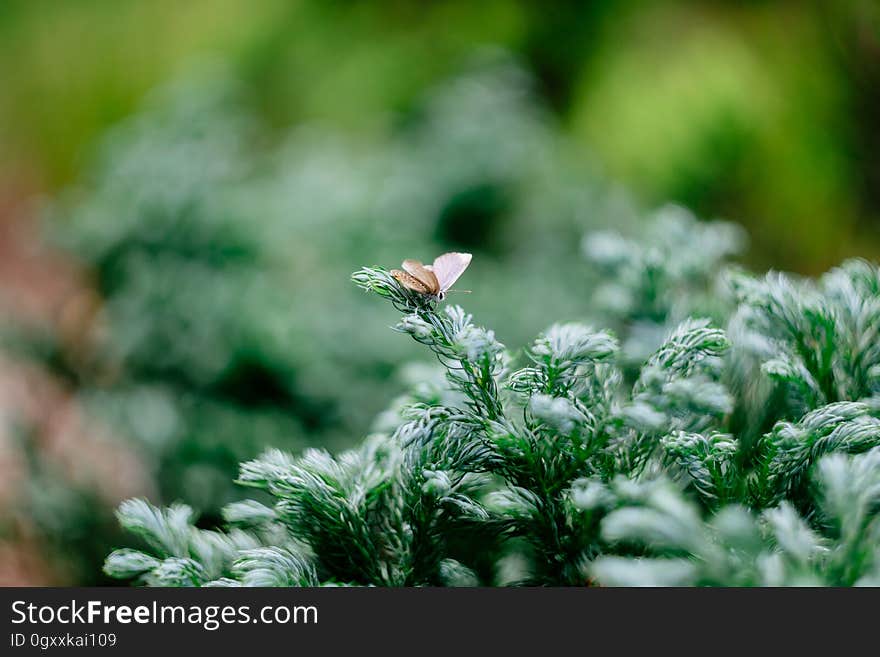 Brown Moth