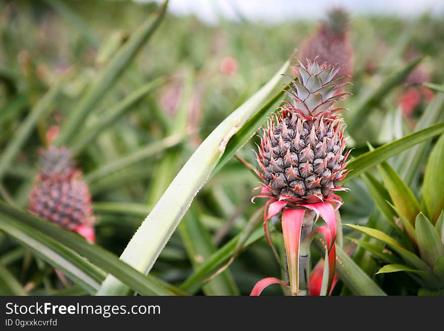 Plant, Flower, Terrestrial plant, Grass, Fruit, Flowering plant