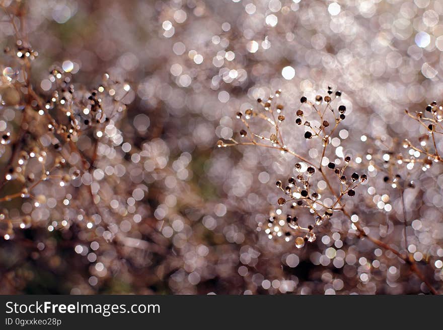 Defocused Image of Christmas Tree