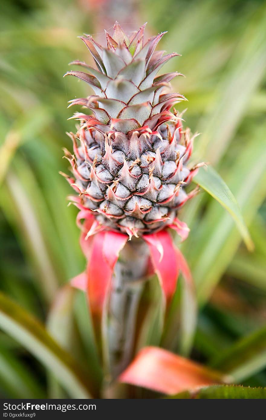 Flower, Plant, Fruit, Botany, Terrestrial plant, Ananas