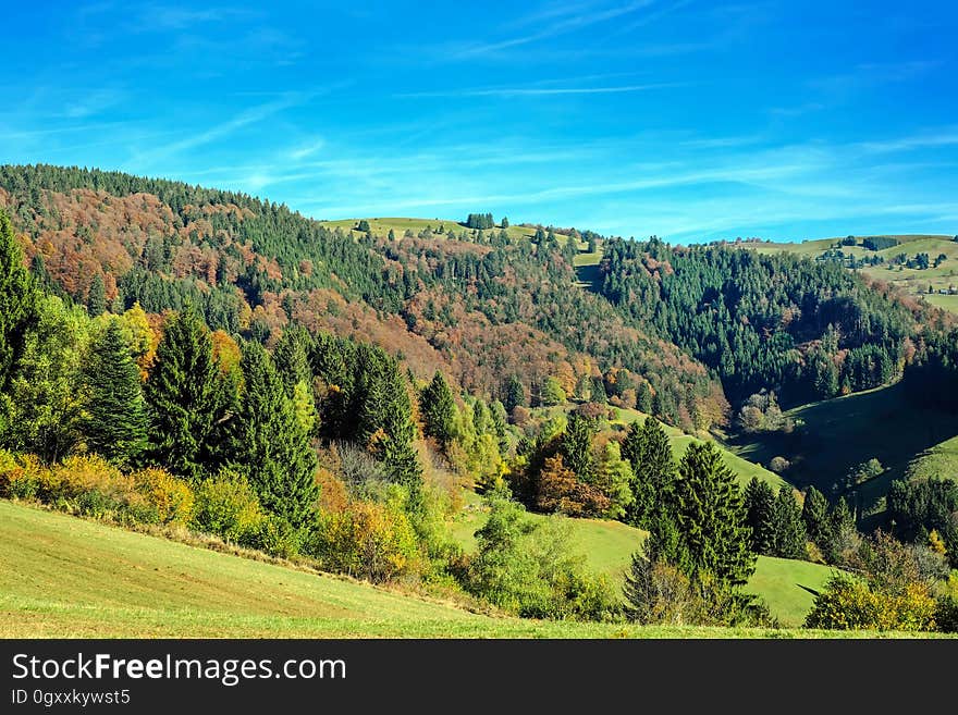 Forest on hillside in country with green fields on sunny day.