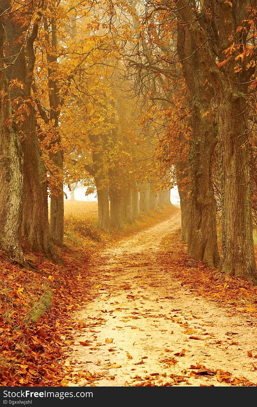 Path through forest with golden autumn foliage with fog in daylight. Path through forest with golden autumn foliage with fog in daylight.