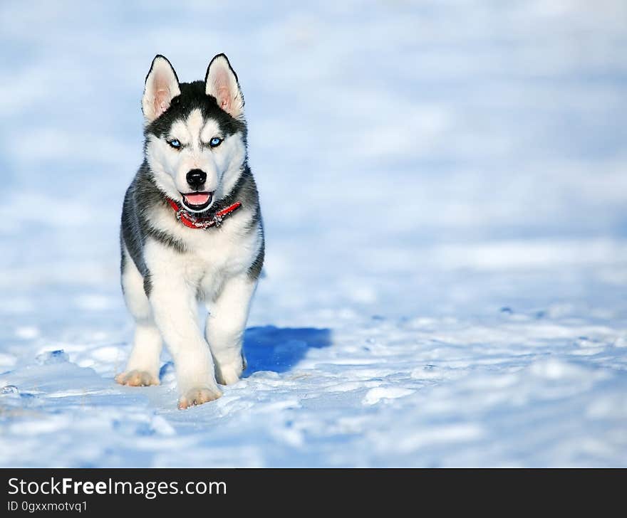 Portrait of young Siberian Husky puppy in snow outside on sunny day.