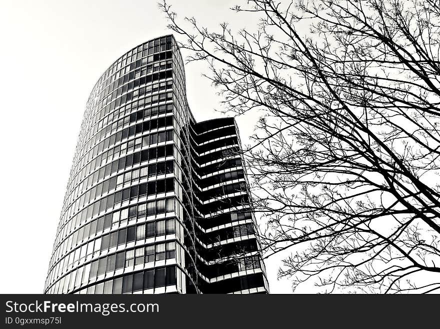 A skyscraper in black and white with a tree in front.