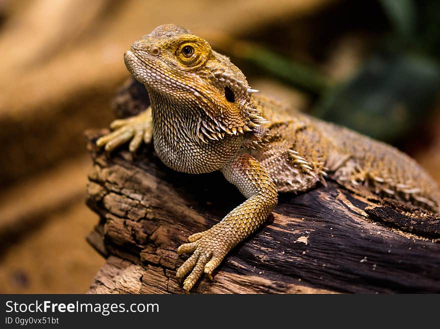 Reptile, Scaled Reptile, Lizard, Terrestrial Animal