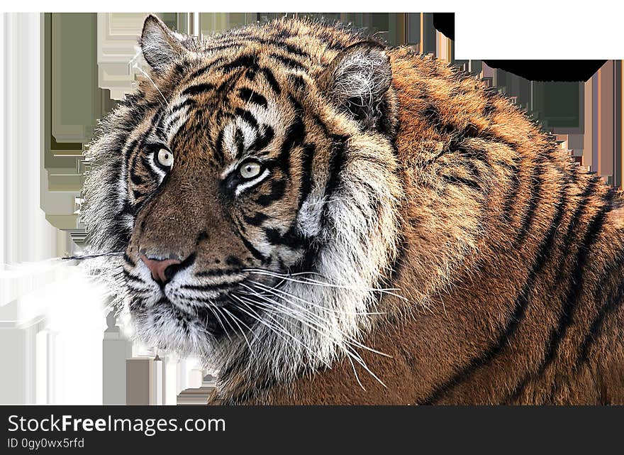 Tiger, Wildlife, Mammal, Fauna