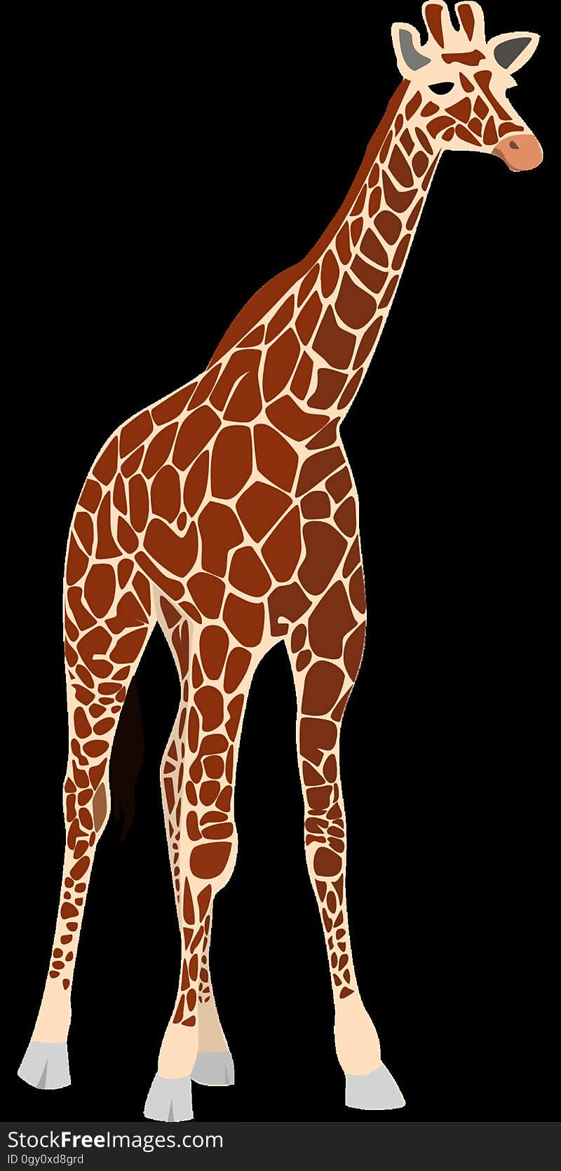 Giraffe, Giraffidae, Terrestrial Animal, Mammal