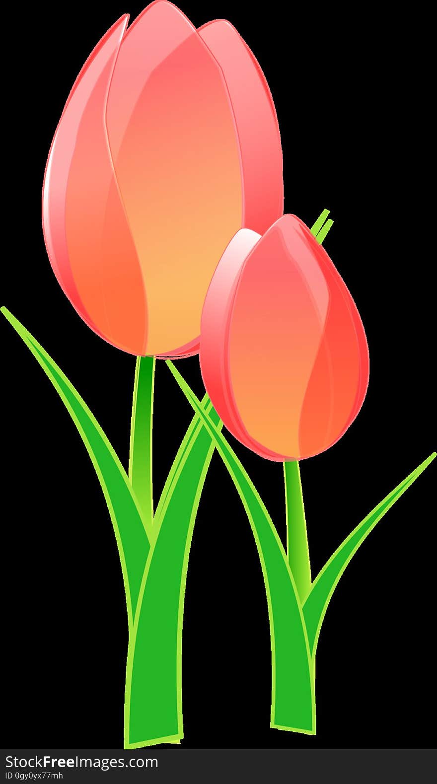 Flower, Flowering Plant, Tulip, Plant