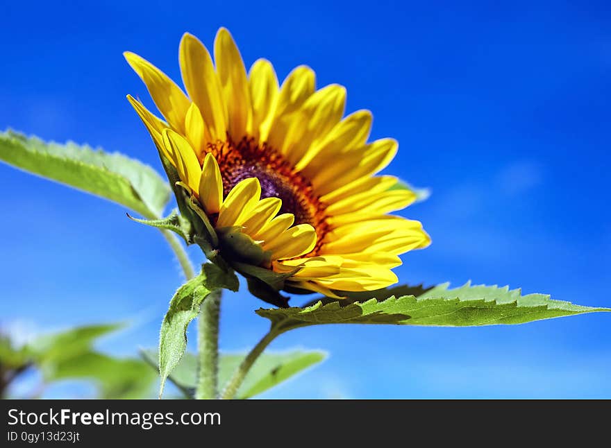 Flower, Sunflower, Yellow, Sky