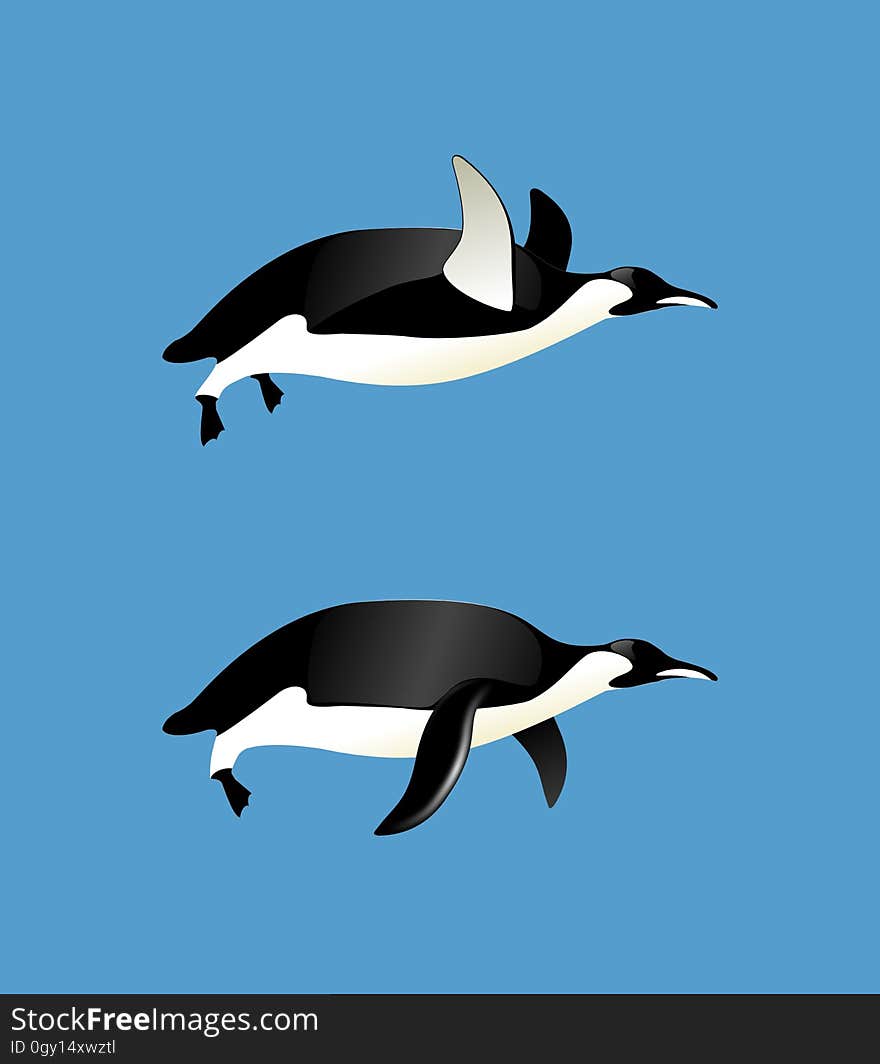 Bird, Fauna, Beak, Penguin