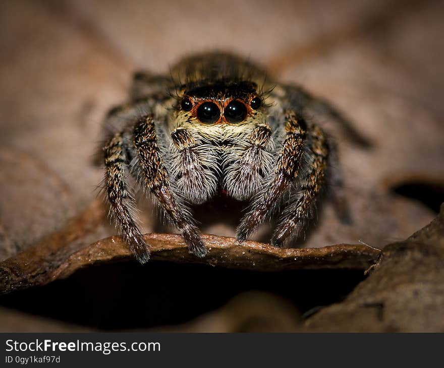 Arachnid, Spider, Macro Photography, Close Up