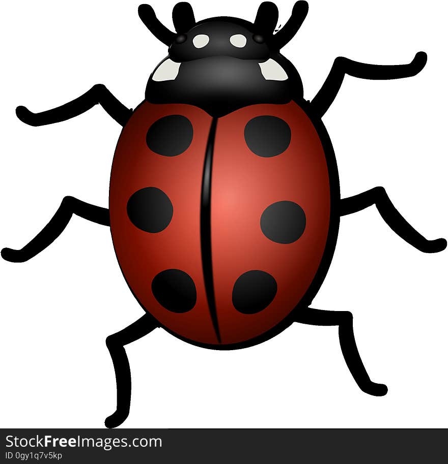 Insect, Ladybird, Beetle, Invertebrate