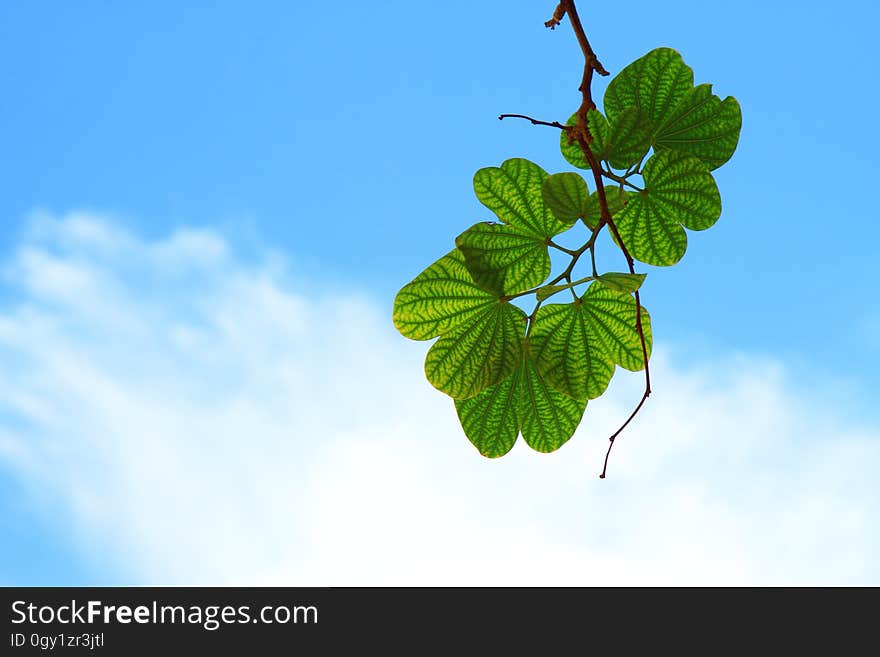 Sky, Leaf, Green, Branch