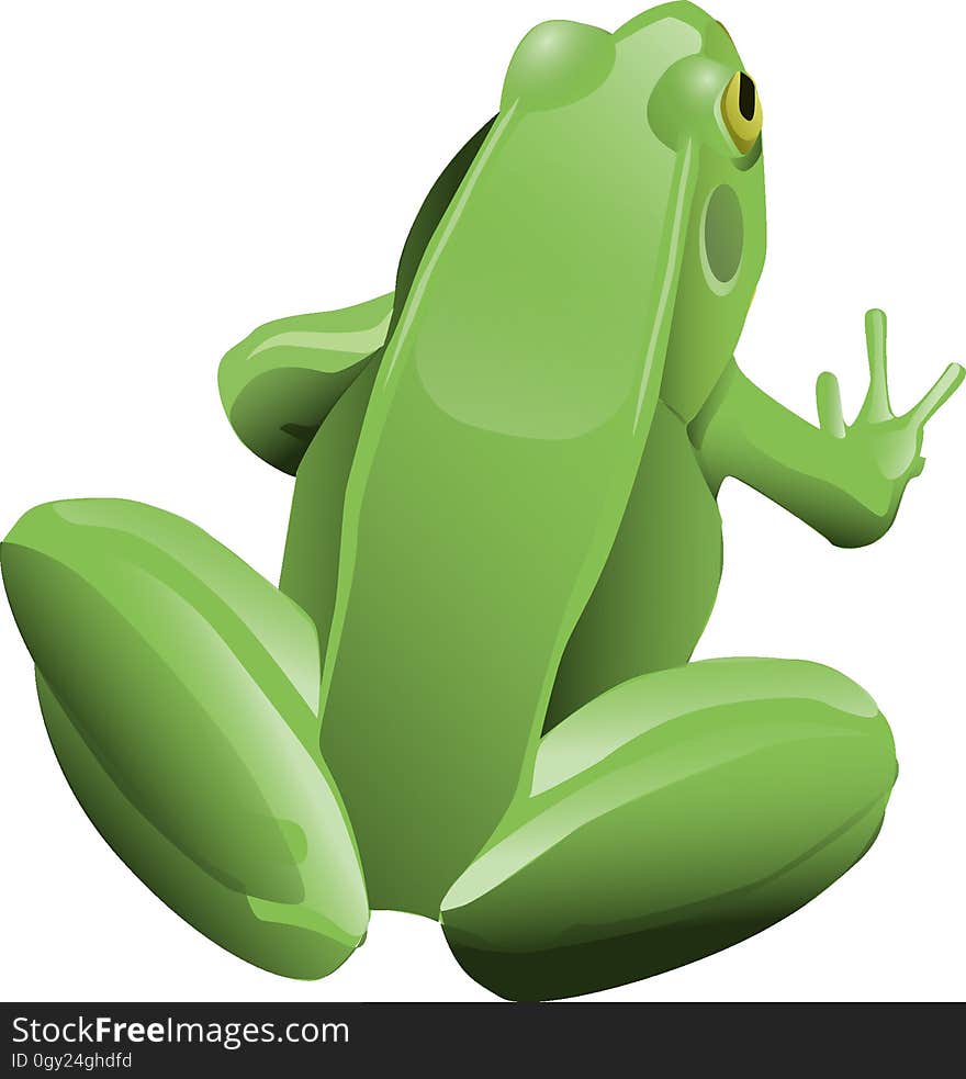 Amphibian, Green, Frog, Tree Frog