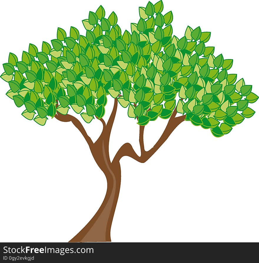 Tree, Woody Plant, Leaf, Plant