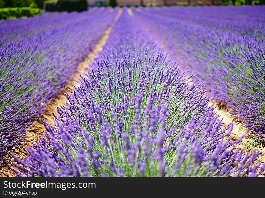 English Lavender, Lavender, Field, Purple