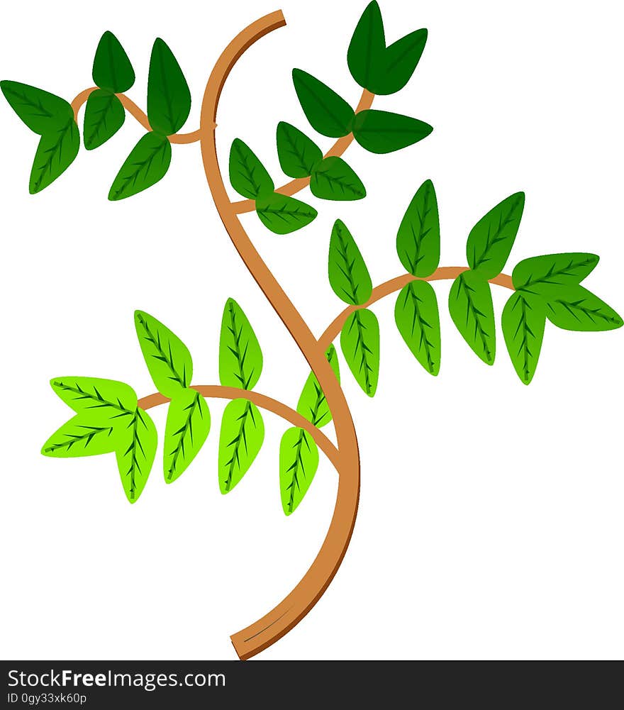 Leaf, Plant, Tree, Branch