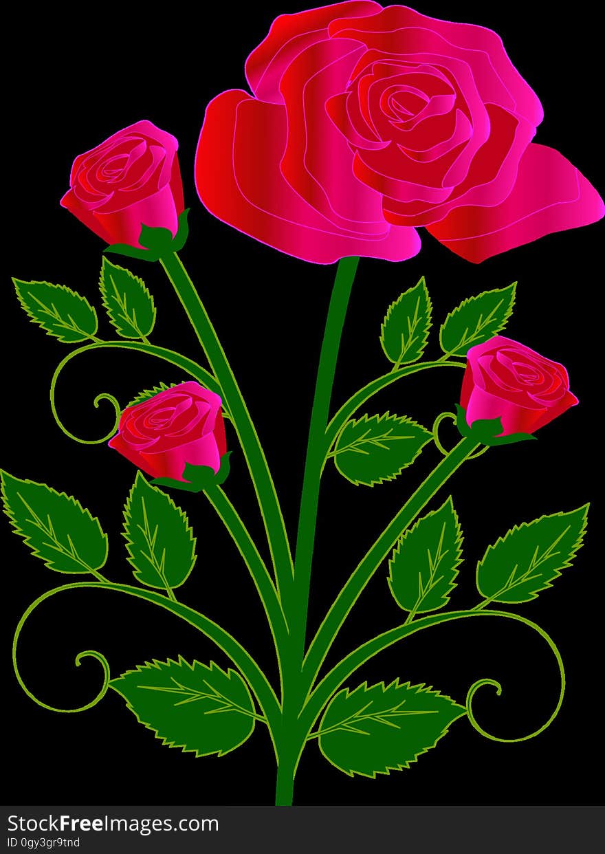 Flower, Flowering Plant, Rose Family, Pink