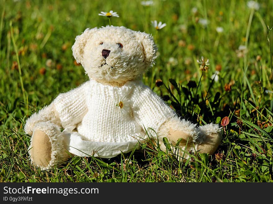 Teddy Bear, Grass, Stuffed Toy, Snout