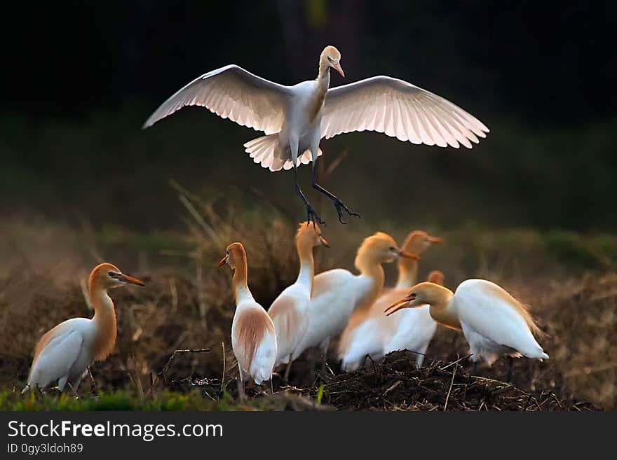 Bird, Beak, Stork, Seabird