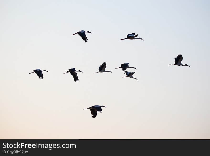 Bird, Bird Migration, Sky, Animal Migration