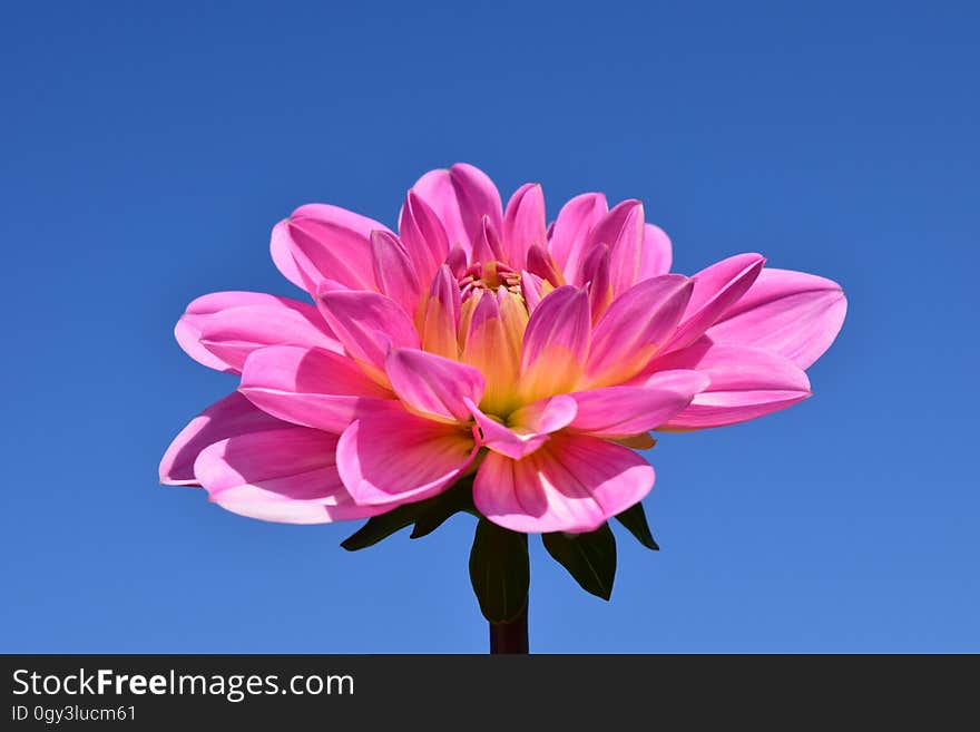 Flower, Flowering Plant, Pink, Plant